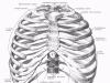 Соединения костей туловища - позвонков, ребер и грудины