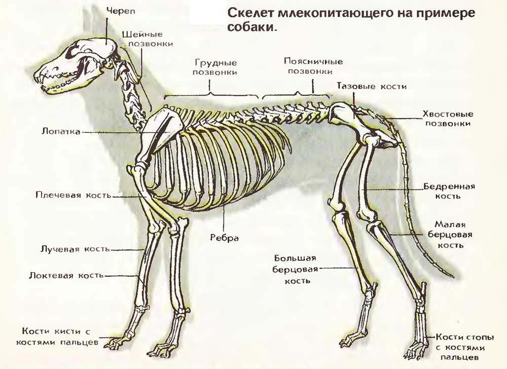 На рисунке лопатка собаки обозначена цифрой