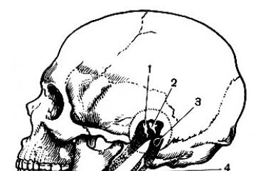 Système musculo-squelettique chez les mammifères: caractéristiques générales du squelette