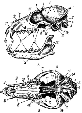 Схема строение черепа млекопитающих