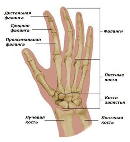 articulații ale arătătorului degetelor)