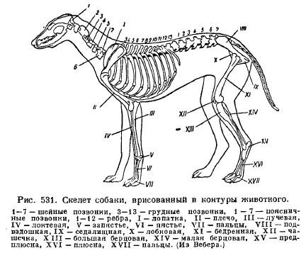 Схема строения скелета млекопитающих