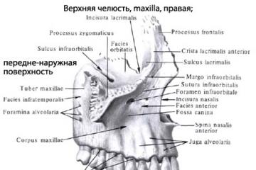 Trous maxillaires