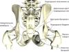 Structura și caracteristicile iliului