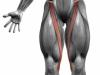 Która część ciała ma najwięcej mięśni?