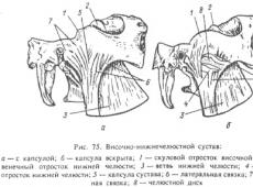 Subiect: structura secțiunii faciale a craniului