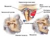Inflammation de l'articulation de la mâchoire: symptômes et manifestations