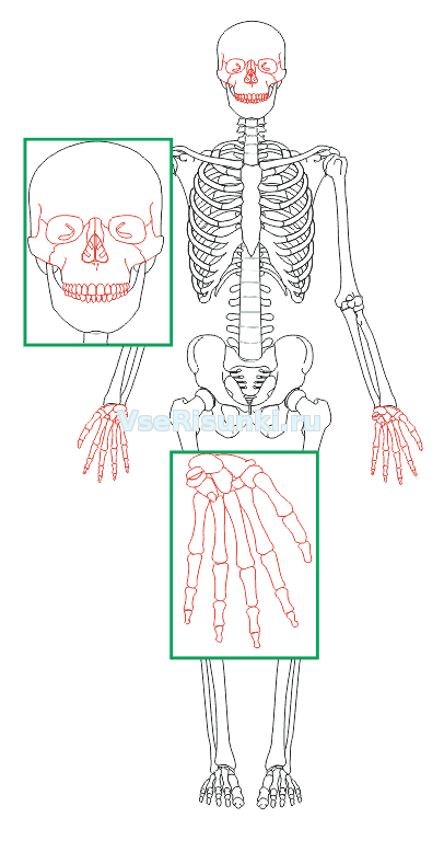 Поэтапно нарисовать скелет