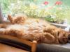 Az okok, amelyek miatt a macska sánta a mancsán, és egyben a tulajdonos hozzáértő viselkedése