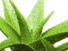 Aloe vera: liečivé vlastnosti a kontraindikácie