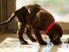 Köpek neden kuru mama yemiyor: sorunu çözmenin yolları Köpek ne yapacağını yemeyi reddediyor