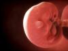 Dezvoltarea embrionului uman