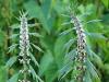 Motherwort - medicinal properties, use, contraindications and treatment with motherwort