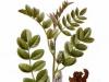 Sladké drievko, Ural, Korzhinsky, jeho pôsobenie a použitie pri rôznych chorobách Fytoergonómia: použitie rastlín na zlepšenie výkonu