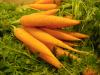 Comment les carottes sont utilisées pour perdre du poids - régime de carottes