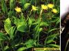 Scorzonera - prospešné vlastnosti tejto liečivej rastliny a jej fotografie