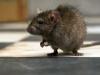 Fapte despre șobolani - ce este atât de neobișnuit la aceste rozătoare