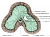 Diaphragme : structure et fonctions