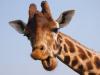 Koľko krčných stavcov má žirafa?