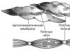 Structure, properties and functions of smooth muscles