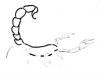 Ako kresliť znamenie zverokruhu Škorpión