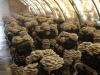 Pestovanie hlivy ustricovej doma: technológia Spôsoby pestovania hlivy ustricovej doma
