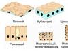 Cytology smear - everything you need to know about the study Squamous cells detected