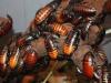 Druhy švábov, životný štýl, prostredie a správanie Štruktúra švábov