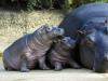 Animal hippopotame commun (lat