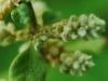 Herbe laineuse ou mi-automne Erva: l'utilisation de matières premières naturelles pour les maladies des reins et de la vessie À quoi sert le thé de mi-automne