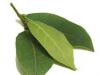 Liečba bobkovým listom – osvedčené recepty