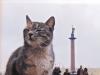 От грызунов блокадный Ленинград спасли кошки