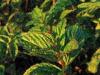 Peppermint Popis rastliny mäty piepornej